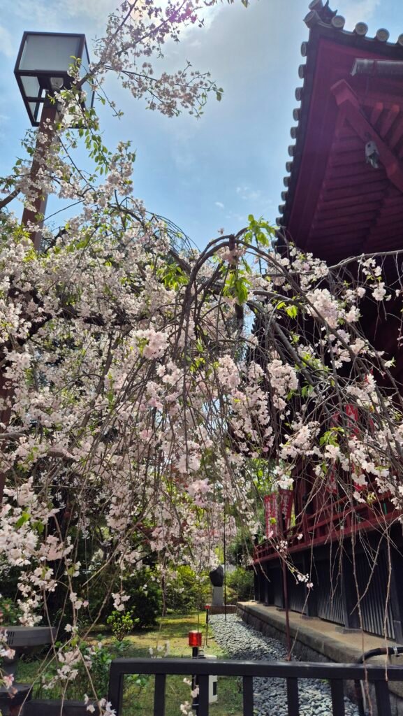 blossom ueno