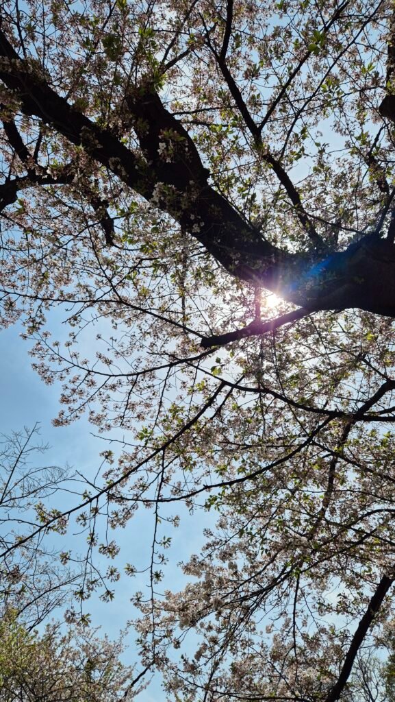 blossom ueno